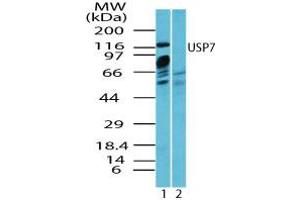 Image no. 2 for anti-Ubiquitin Specific Peptidase 7 (Herpes Virus-Associated) (USP7) (AA 30-80) antibody (ABIN960400) (USP7 抗体  (AA 30-80))