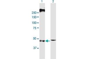 Western Blot analysis of SLC22A8 expression in transfected 293T cell line by SLC22A8 MaxPab polyclonal antibody. (SLC22A8 抗体  (AA 1-542))