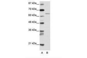 Image no. 1 for anti-Regulatory Factor X 5 (RFX5) (N-Term) antibody (ABIN203226) (RFX5 抗体  (N-Term))