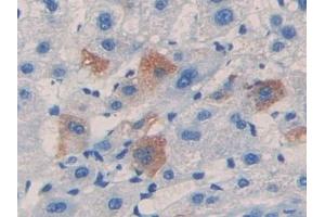 Immunohistochemistry (IHC) image for anti-Coagulation Factor V (F5) (AA 1979-2217) antibody (ABIN7438142)