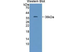 Western blot analysis of the recombinant protein. (TUBB1 抗体  (AA 166-451))