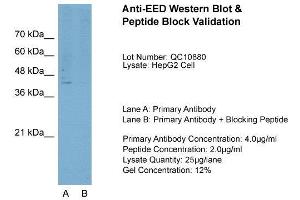 Host:  Rabbit  Target Name:  EED  Sample Type:  HepG2  Lane A:  Primary Antibody  Lane B:  Primary Antibody + Blocking Peptide  Primary Antibody Concentration:  4. (EED 抗体  (N-Term))