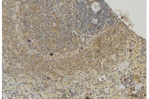 ABIN6272873 at 1/100 staining Human lymph node tissue by IHC-P. (TCTN1 抗体  (N-Term))