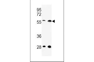 Western blot analysis of C13orf3 Antibody (Center) (ABIN652928 and ABIN2842594) in Hela, 293 cell line lysates (35 μg/lane). (SKA3 抗体  (AA 226-253))