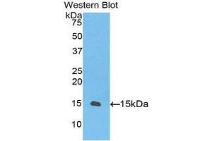 Western Blotting (WB) image for anti-Transforming Growth Factor, beta 1 (TGFB1) (AA 260-373) antibody (ABIN1078598) (TGFB1 抗体  (AA 260-373))