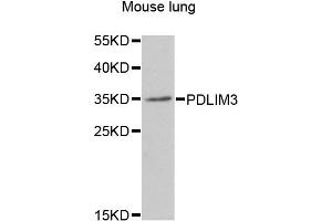 Western blot analysis of extracts of mouse lung, using PDLIM3 antibody (ABIN2564455) at 1:1000 dilution.