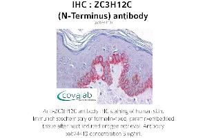 Image no. 1 for anti-Zinc Finger CCCH-Type Containing 12C (ZC3H12C) (N-Term) antibody (ABIN1740909) (ZC3H12C 抗体  (N-Term))