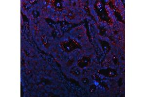 anti-Mucin 13, Cell Surface Associated (MUC13) (AA 226-312) antibody