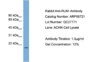 Western Blotting (WB) image for anti-Relaxin 1 (RLN1) (Middle Region) antibody (ABIN785837) (Relaxin 1 抗体  (Middle Region))