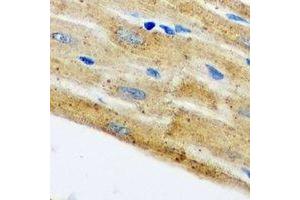 Immunohistochemical analysis of HAX1 staining in mouse heart formalin fixed paraffin embedded tissue section. (HAX1 抗体)