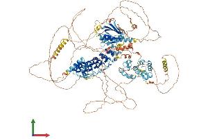 Protein Structure (PS) image for Ankyrin Repeat and Sterile alpha Motif Domain Containing 1B (ANKS1B) (AA 1-1248) protein (His tag) (ABIN7552062)