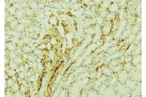 ABIN6277002 at 1/100 staining Mouse kidney tissue by IHC-P. (TBXAS1 抗体  (N-Term))