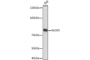 Western blot analysis of extracts of Raji cells, using  Rabbit mAb (ABIN3016894, ABIN3016895, ABIN3016896, ABIN1679361 and ABIN1679362) at 1:1000 dilution. (ALOX5 抗体)