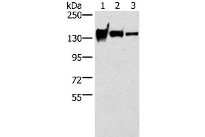 Western Blot analysis of Mouse heart tissue, A172 and 231 cell using R-Cadherin Polyclonal Antibody at dilution of 1:200 (Cadherin 4 抗体)
