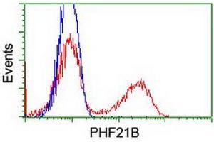 HEK293T cells transfected with either RC204284 overexpress plasmid (Red) or empty vector control plasmid (Blue) were immunostained by anti-PHF21B antibody (ABIN2454802), and then analyzed by flow cytometry. (PHF21B 抗体)