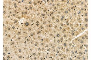 ABIN6261609 and ABIN6277954 at 1/100 staining Mouse liver tissue by IHC-P. (ESRRA 抗体  (Internal Region))