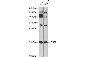 Western blot analysis of extracts of various cell lines, using CST7 antibody (ABIN6131040, ABIN6139156, ABIN6139157 and ABIN6224188) at 1:1000 dilution. (CST7 抗体  (AA 20-145))