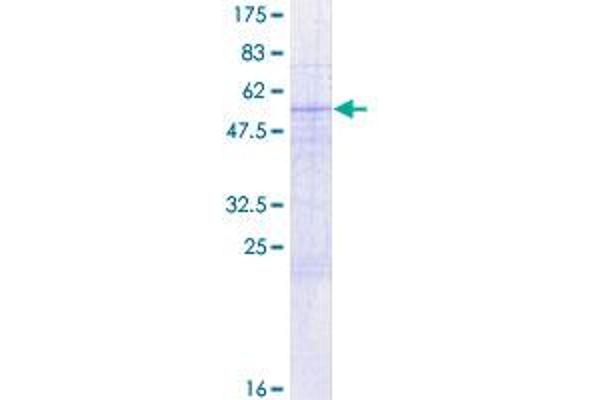 GOSR2 Protein (AA 1-213) (GST tag)