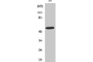 Western Blot (WB) analysis of HepG2 cells using Akt1 Polyclonal Antibody. (AKT1 抗体  (N-Term))