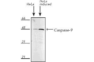 Western Blotting (WB) image for anti-Caspase 9, Apoptosis-Related Cysteine Peptidase (CASP9) antibody (ABIN7211373) (Caspase 9 抗体)