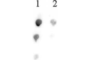 Histone H2B acetyl Lys46 pAb tested by dot blot analysis. (Histone H2B 抗体  (acLys46))