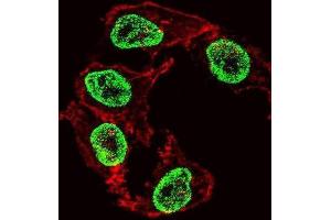 Immunofluorescence (IF) image for anti-Arginine-Fifty Homeobox (ARGFX) antibody (ABIN2999638) (ARGFX 抗体)