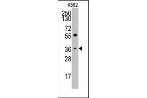 Western blot analysis of anti-THPO(C-term) Pab in K562 cell line lysates (35ug/lane). (Thrombopoietin 抗体  (C-Term))