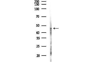 anti-Brain and Reproductive Organ-Expressed (TNFRSF1A Modulator) (BRE) (C-Term) antibody