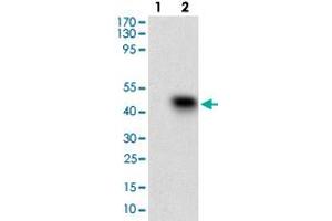 Western blot analysis of Lane 1: Negative control [HEK293 cell lysate]; Lane 2: Over-expression lysate [SSTR3 (AA: 1-43)-hIgGFc transfected HEK293 cells] with SSTR3 monoclonal antibody, clone 7H8E5  at 1:500-1:2000 dilution. (SSTR3 抗体  (AA 1-43))
