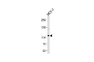 Western blot analysis of lysate from MCF-7 cell line, using SULF2 Antibody (C-term) (ABIN656715 and ABIN2845944). (SULF2 抗体  (C-Term))