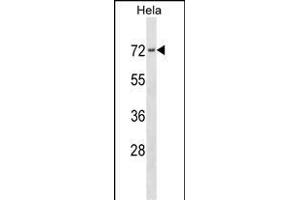 PRKCSH Antibody (N-term) (ABIN1539431 and ABIN2838176) western blot analysis in Hela cell line lysates (35 μg/lane). (PRKCSH 抗体  (N-Term))