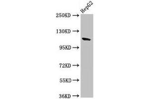 Western Blot Positive WB detected in: HepG2 whole cell lysate All lanes: CNTN6 antibody at 2. (Contactin 6 抗体  (AA 706-812))