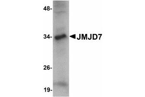 Image no. 1 for anti-Jumonji Domain Containing 7 (JMJD7) (C-Term) antibody (ABIN478159) (JMJD7 抗体  (C-Term))
