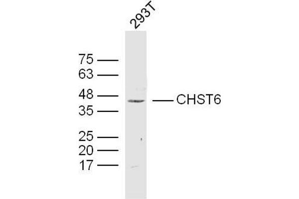 CHST6 抗体  (AA 101-200)