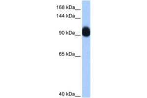 Western Blotting (WB) image for anti-Ring Finger Protein 10 (RNF10) antibody (ABIN2461859) (RNF10 抗体)