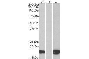 Western Blotting (WB) image for anti-Pleckstrin Homology-Like Domain, Family A, Member 3 (PHLDA3) (C-Term) antibody (ABIN2466107) (PHLDA3 抗体  (C-Term))