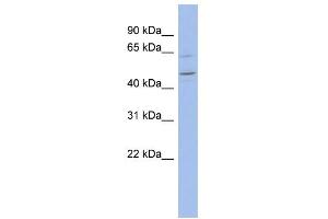 WB Suggested Anti-ZNF619 Antibody Titration:  0. (ZNF619 抗体  (N-Term))