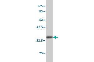 Western Blot detection against Immunogen (36. (TEK 抗体  (AA 701-800))