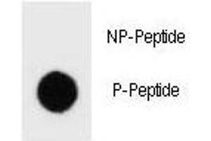 Dot Blot (DB) image for anti-Receptor tyrosine-protein kinase erbB-2 (ErbB2/Her2) (pTyr1127) antibody (ABIN3029500)