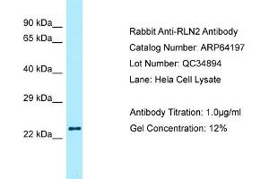 Western Blotting (WB) image for anti-Relaxin 2 (RLN2) (C-Term) antibody (ABIN2789762) (Relaxin 2 抗体  (C-Term))