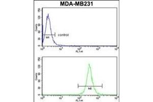 ARHG Antibody (Center) (ABIN652455 and ABIN2842309) flow cytometry analysis of MDA-M cells (bottom histogram) compared to a negative control cell (top histogram). (ARHGAP18 抗体  (AA 180-207))