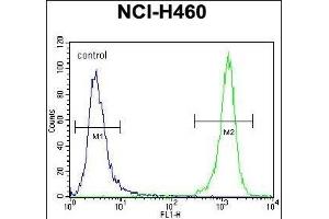 DGKQ Antibody (C-term) (ABIN392717 and ABIN2842188) flow cytometric analysis of NCI- cells (right histogram) compared to a negative control cell (left histogram). (DGKQ 抗体  (C-Term))