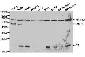 Western Blotting (WB) image for anti-Caspase 1 (CASP1) antibody (ABIN1871450) (Caspase 1 抗体)