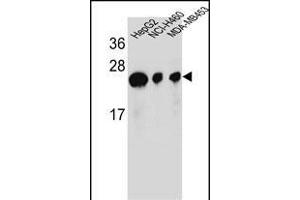 Western Blotting (WB) image for anti-ATP Synthase, H+ Transporting, Mitochondrial Fo Complex, Subunit D (ATP5H) (AA 68-97) antibody (ABIN654144)