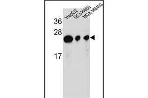 ATP5H Antibody (Center) (ABIN654144 and ABIN2844011) western blot analysis in HepG2,NCI-,MDA-M cell line lysates (35 μg/lane). (ATP5H 抗体  (AA 68-97))