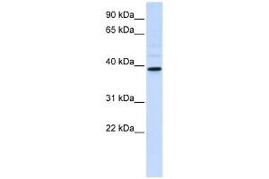CHIA antibody used at 1 ug/ml to detect target protein. (CHIA 抗体  (Middle Region))