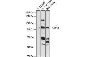 Western blot analysis of extracts of various cell lines, using CEP68 antibody (ABIN7266279) at 1:1000 dilution. (CEP68 抗体  (AA 1-350))