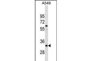 XRCC4 Antibody (Center) (ABIN1538068 and ABIN2850303) western blot analysis in A549 cell line lysates (35 μg/lane). (XRCC4 抗体  (AA 205-234))