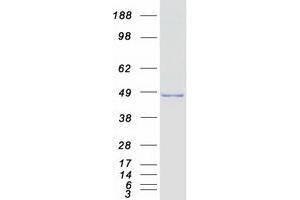 Western Blotting (WB) image for Septin 6 (SEPT6) (Transcript Variant 2) protein (Myc-DYKDDDDK Tag) (ABIN2731691)