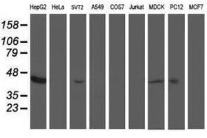 Image no. 3 for anti-Aminoacylase 1 (ACY1) antibody (ABIN1496452) (Aminoacylase 1 抗体)